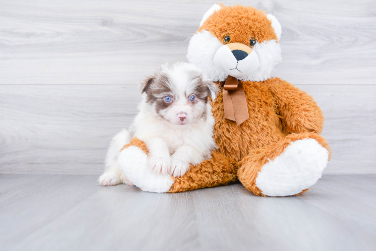 Cute Aussie Pom Baby