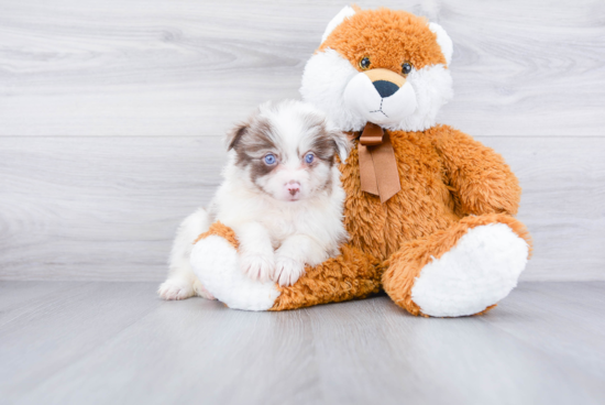 Cute Aussie Pom Baby