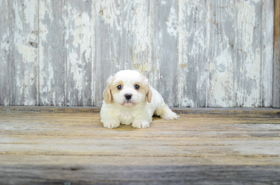 Cavachon Pup Being Cute