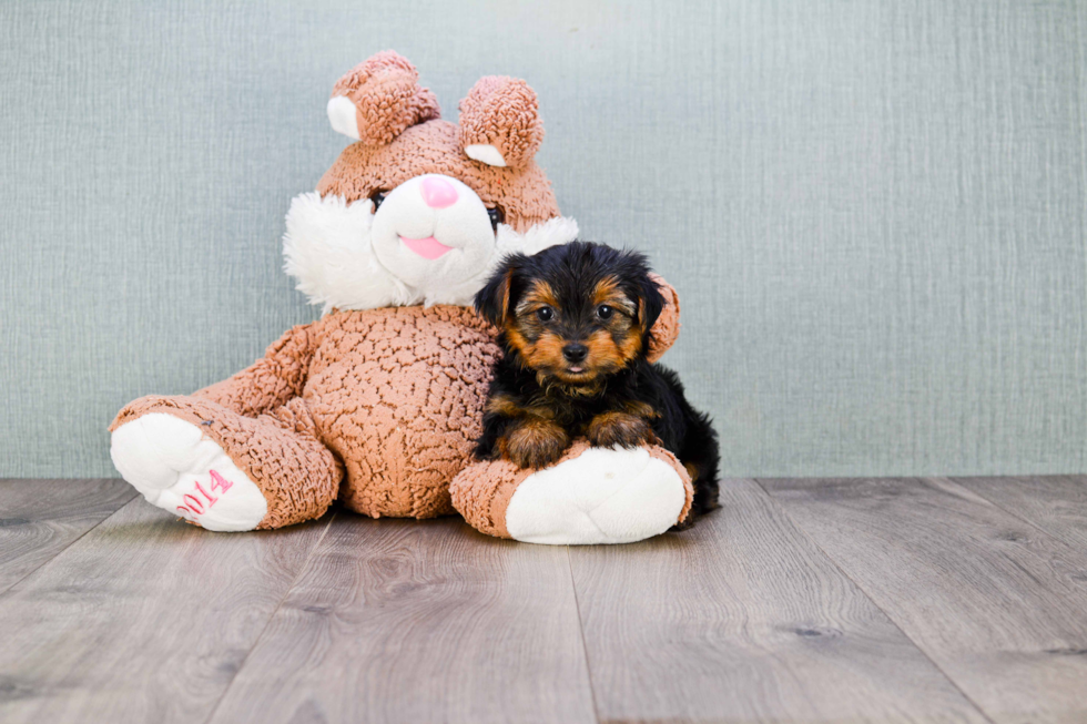 Meet Trigger - our Yorkshire Terrier Puppy Photo 