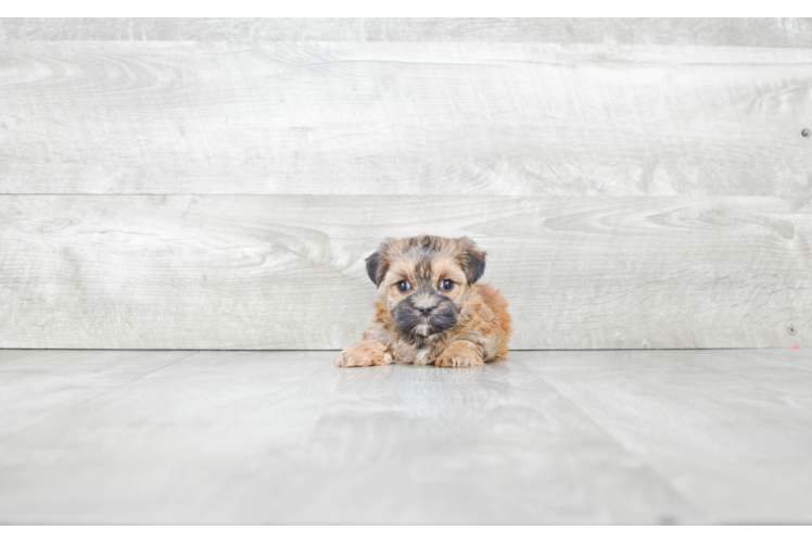 Hypoallergenic Yorkie Designer Puppy
