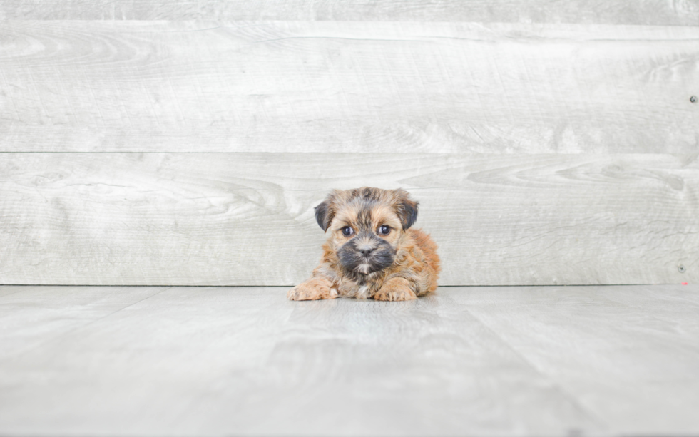 Hypoallergenic Yorkie Designer Puppy