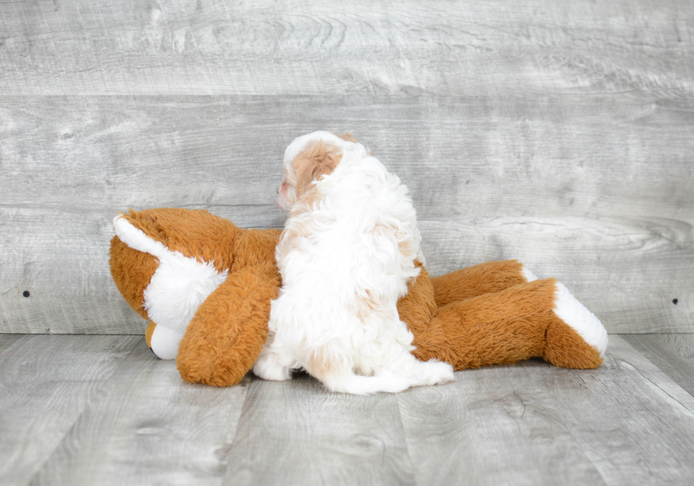 Cavachon Pup Being Cute