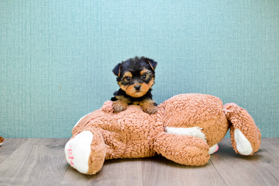 Meet Bella - our Yorkshire Terrier Puppy Photo 