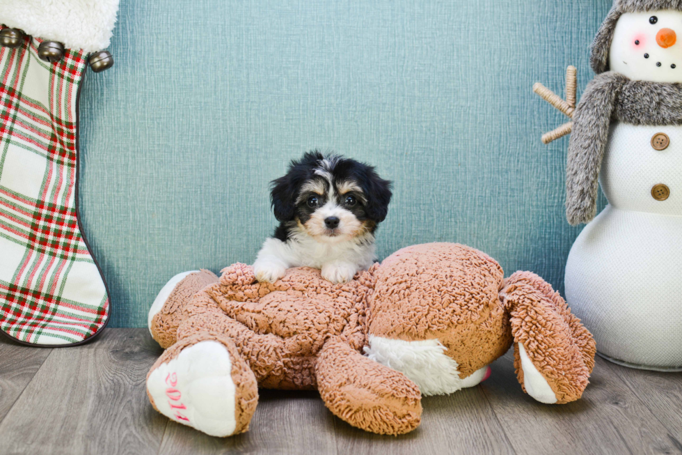 Best Cavachon Baby