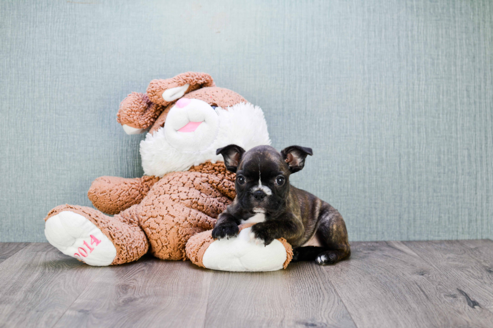 Friendly French Bulldog Purebred Pup