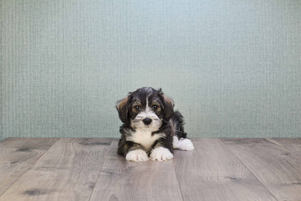 Mini Schnauzer Puppy for Adoption