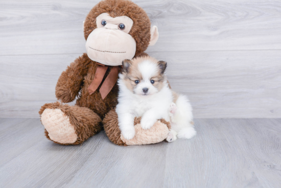 Sweet Pomeranian Purebred Puppy