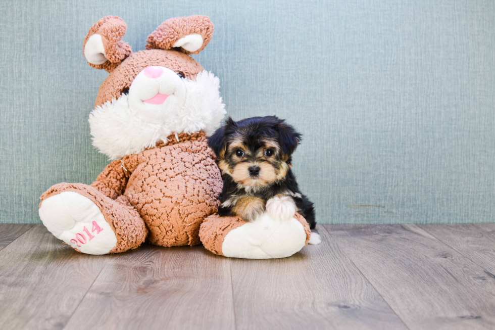 Friendly Morkie Baby