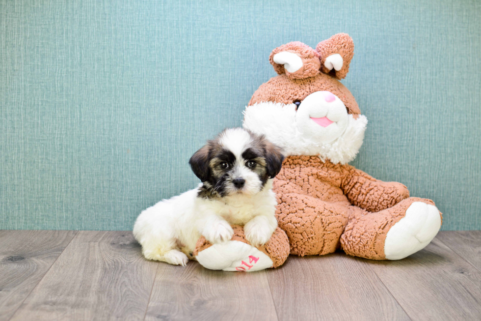 Havanese Pup Being Cute