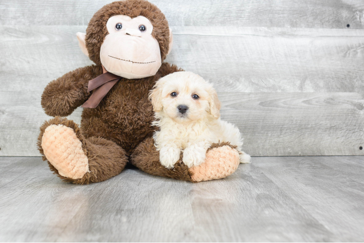 Havanese Pup Being Cute