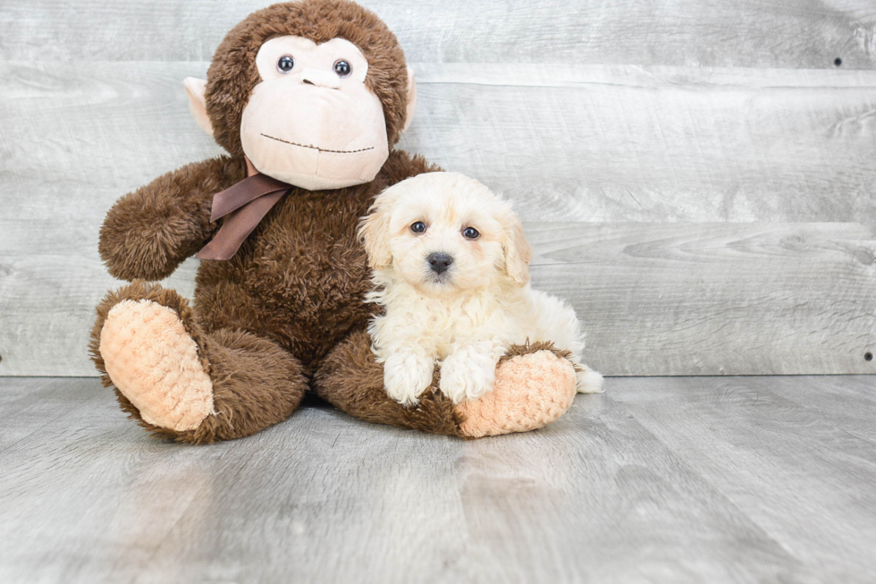Havanese Pup Being Cute