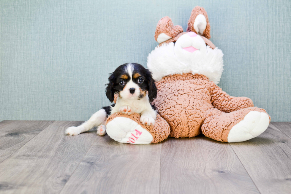 Cavalier King Charles Spaniel Pup Being Cute