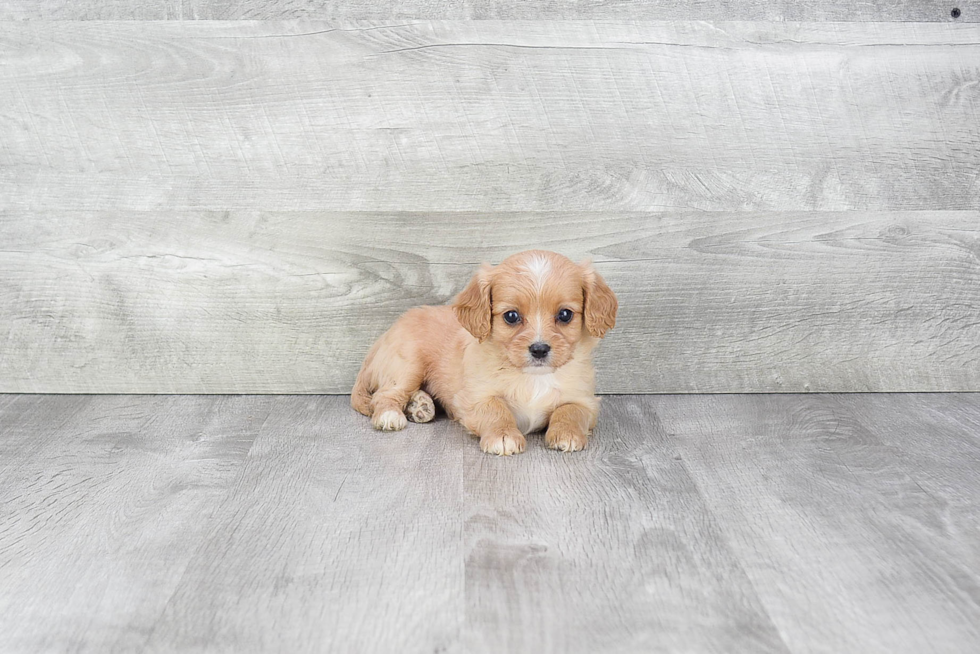 Happy Cavapoo Baby