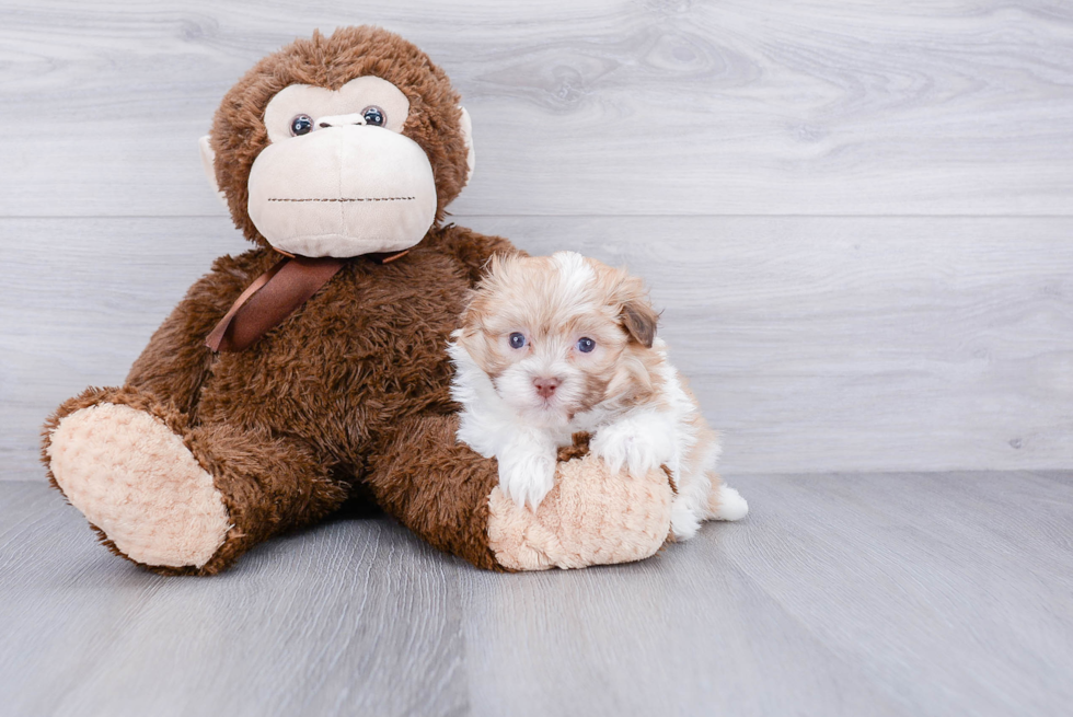 Akc Registered Havanese Baby