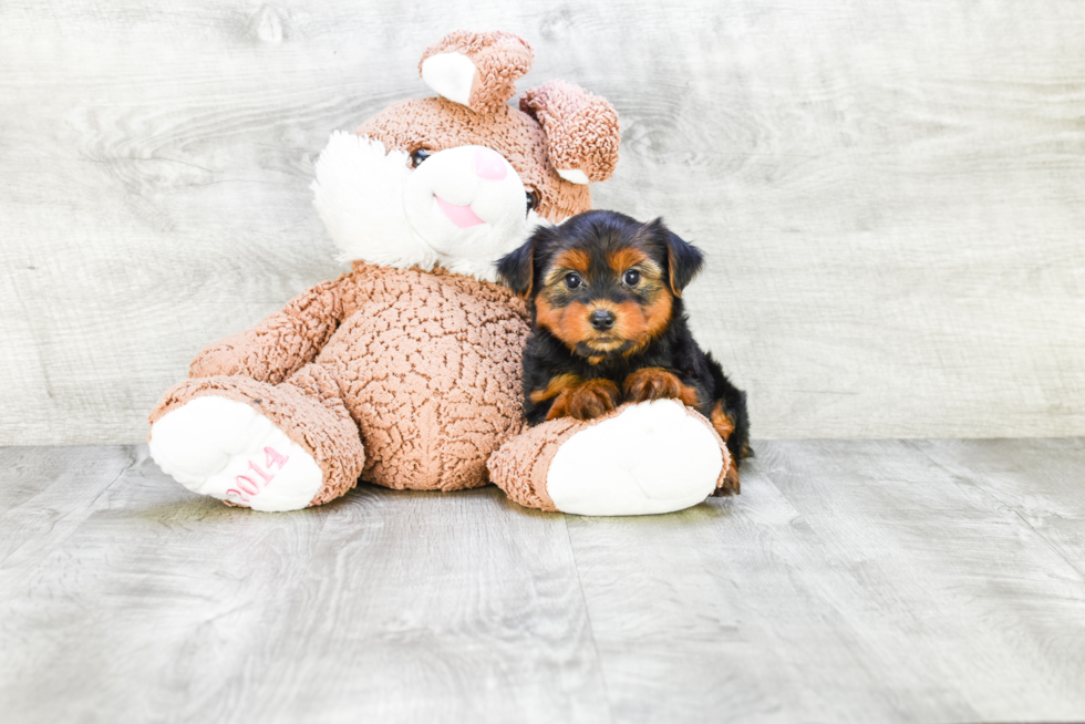 Meet Avery - our Yorkshire Terrier Puppy Photo 