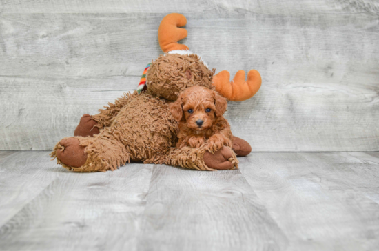 Funny Poodle Purebred Pup