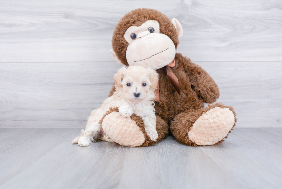 Maltipoo Pup Being Cute