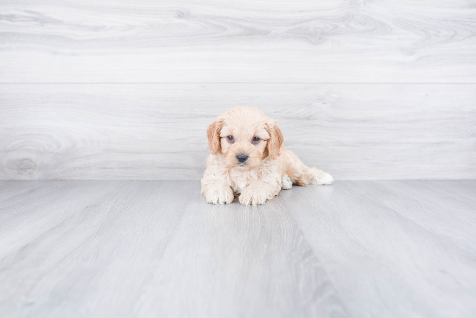 Petite Cavapoo Poodle Mix Pup