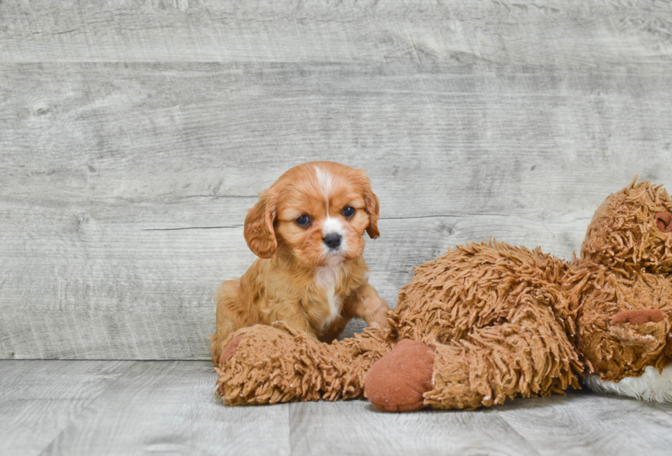 Energetic Cavalier King Charles Spaniel Purebred Puppy