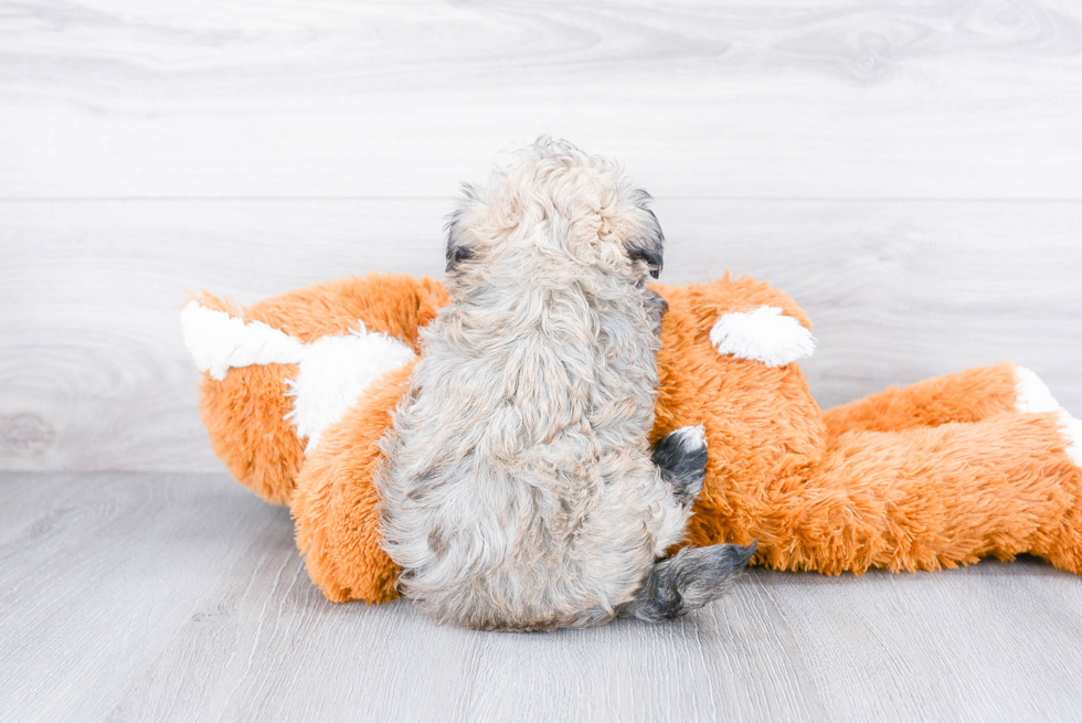 Happy Havanese Purebred Puppy