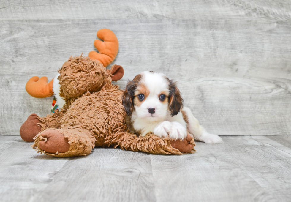 Cavachon Pup Being Cute