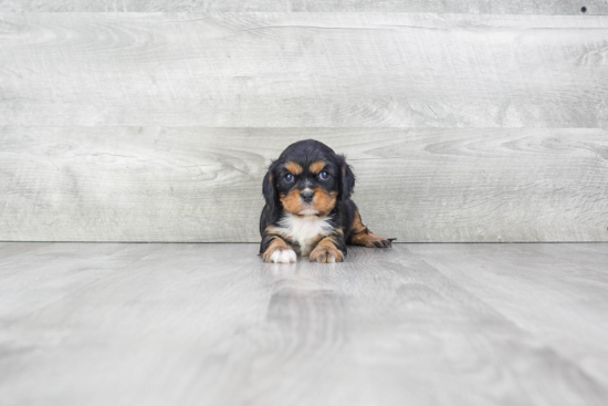 Hypoallergenic Cavalier King Charles Spaniel Baby