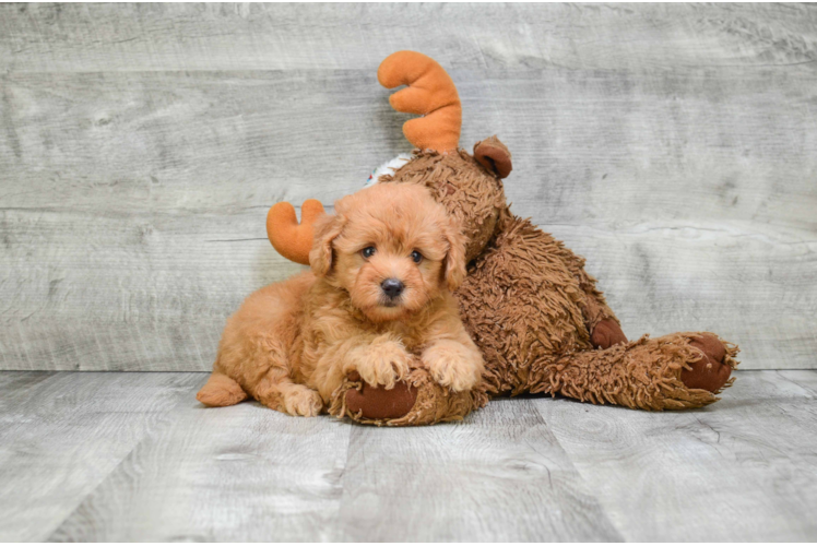 Funny Mini Goldendoodle Poodle Mix Pup