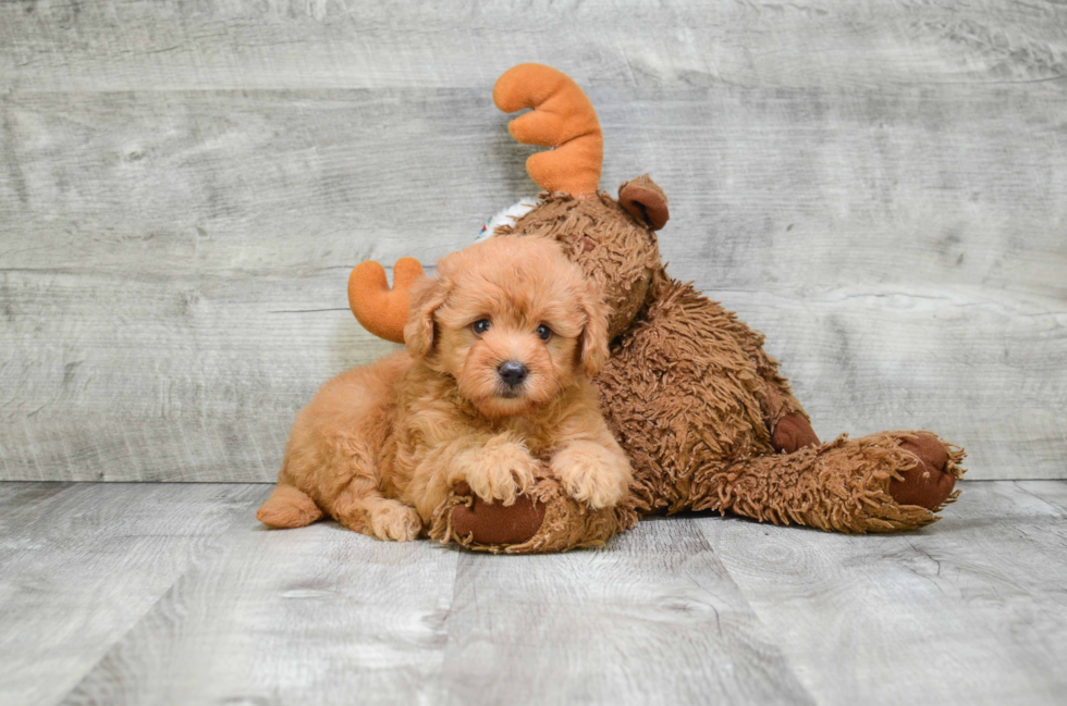 Funny Mini Goldendoodle Poodle Mix Pup