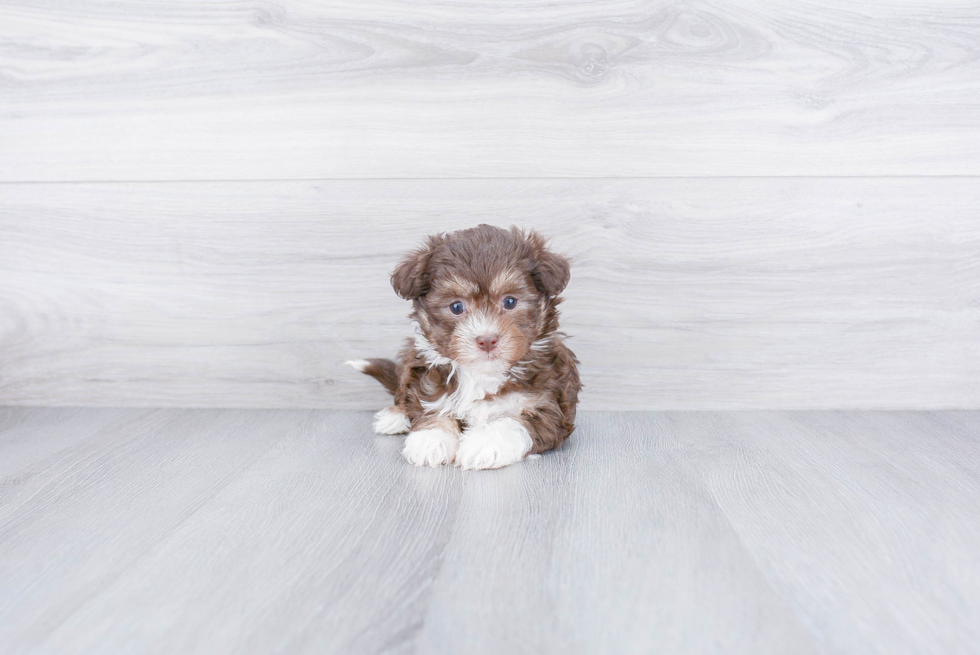 Havanese Pup Being Cute