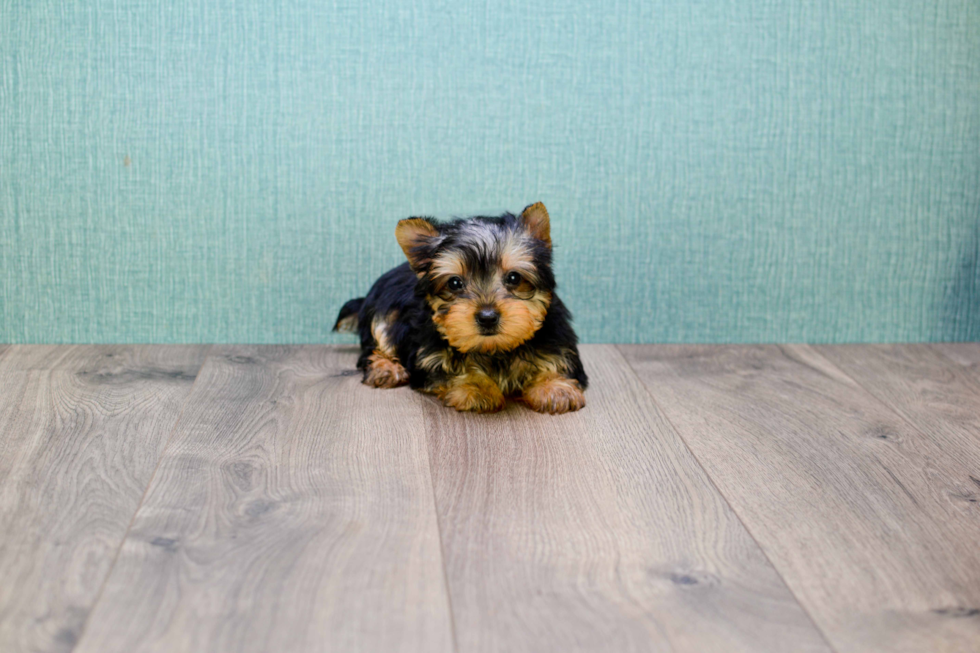 Meet Tinkerbell - our Yorkshire Terrier Puppy Photo 