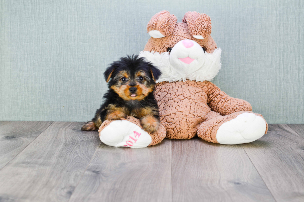Meet Joey - our Yorkshire Terrier Puppy Photo 