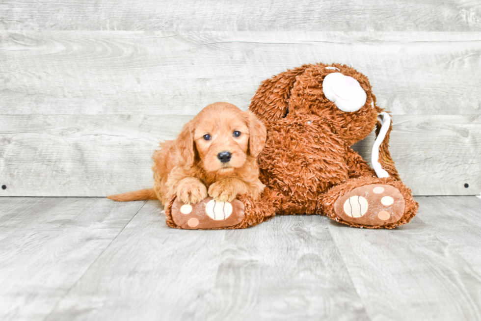 Best Mini Goldendoodle Baby