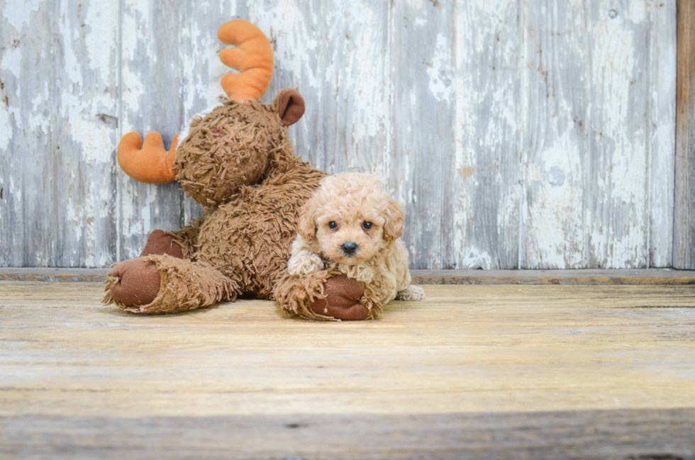 Poodle Puppy for Adoption