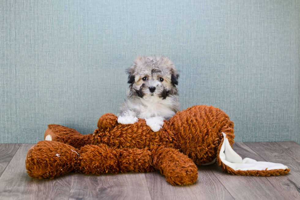 Havanese Puppy for Adoption