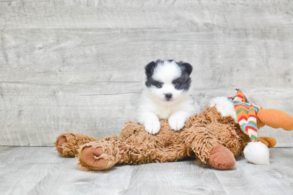 Energetic Pomeranian Purebred Puppy