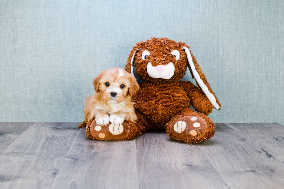 Happy Cavapoo Baby