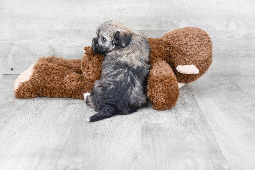 Havanese Puppy for Adoption