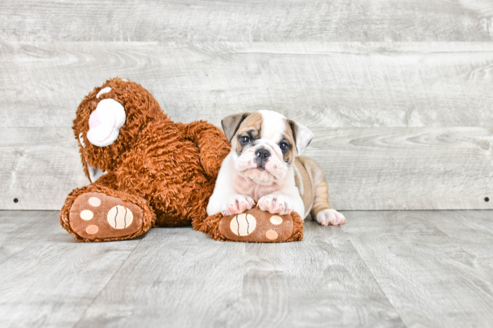 Cute English Bulldog Baby