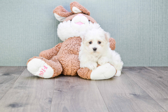 Funny Maltipoo Poodle Mix Pup