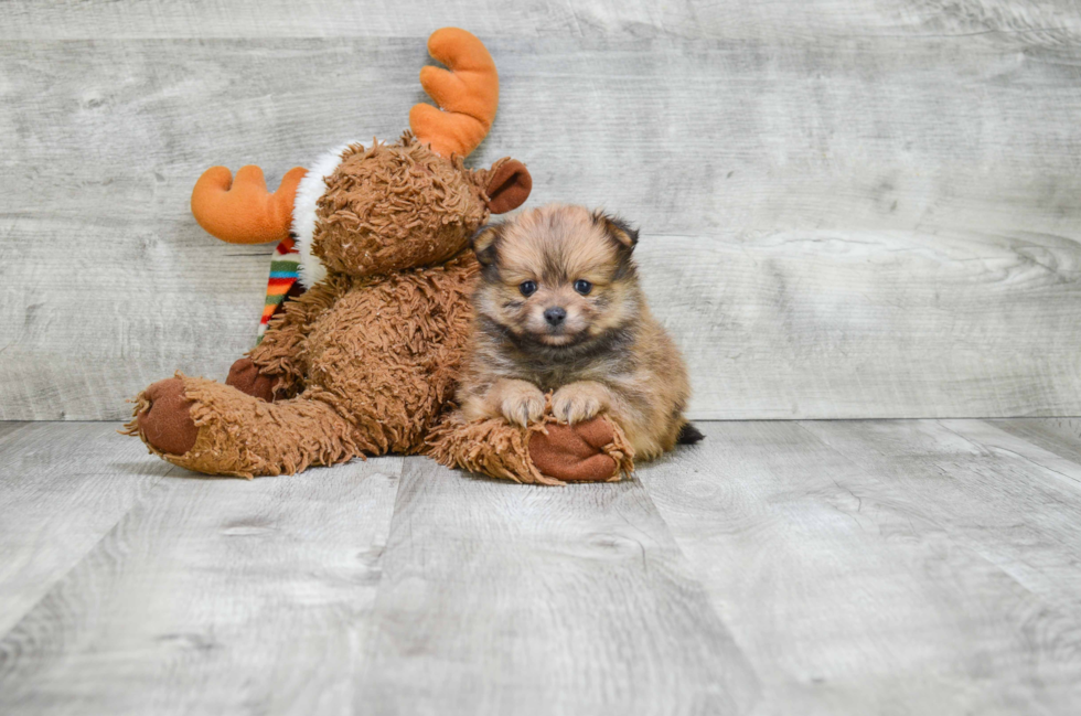 Small Pomeranian Baby