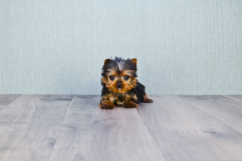 Meet Sergio - our Yorkshire Terrier Puppy Photo 