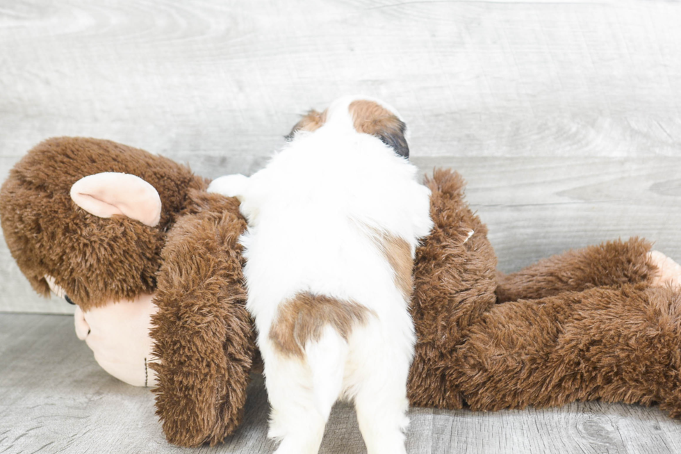 Teddy Bear Pup Being Cute