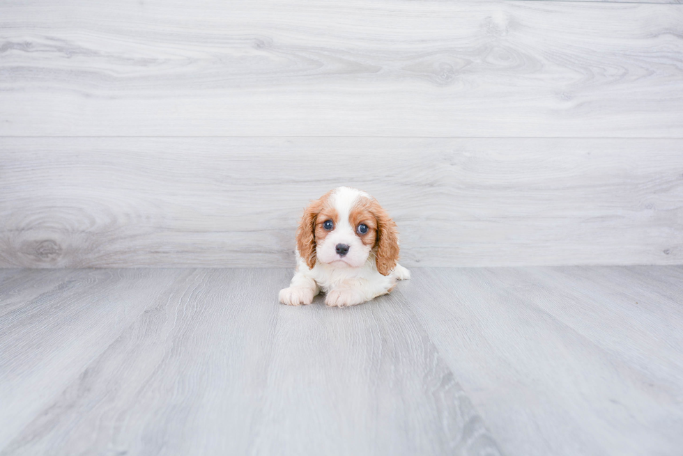 Akc Registered Cavalier King Charles Spaniel Baby