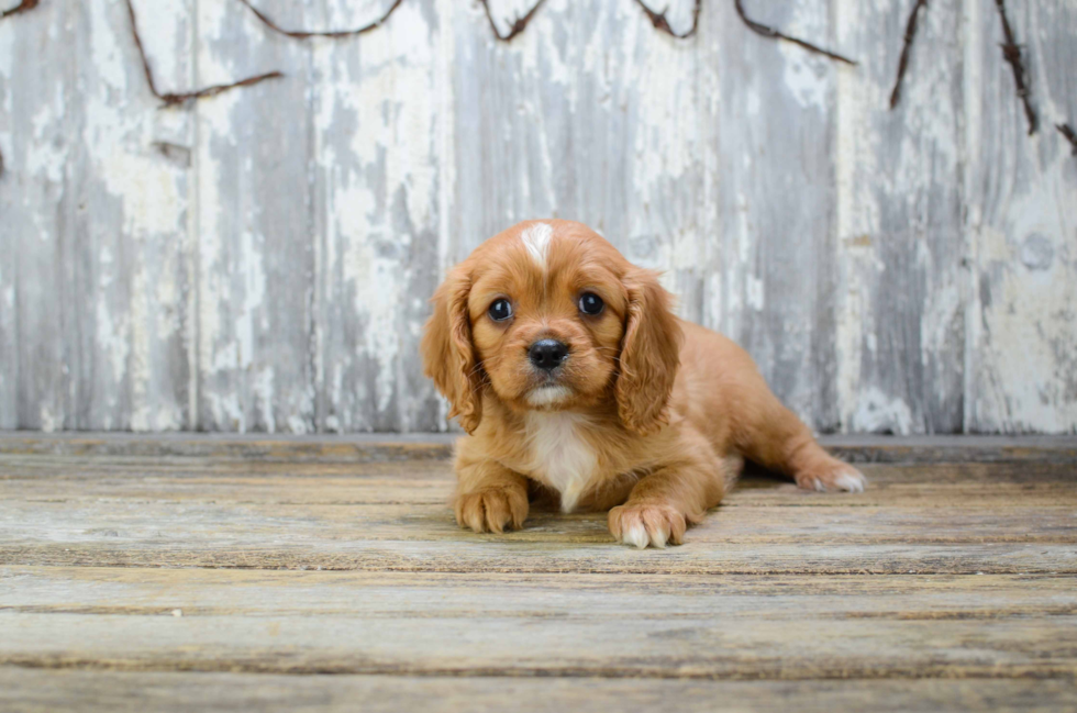 Funny Cavalier King Charles Spaniel Baby