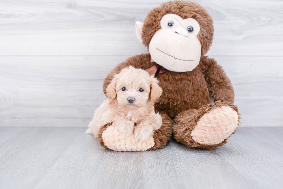 Maltipoo Pup Being Cute