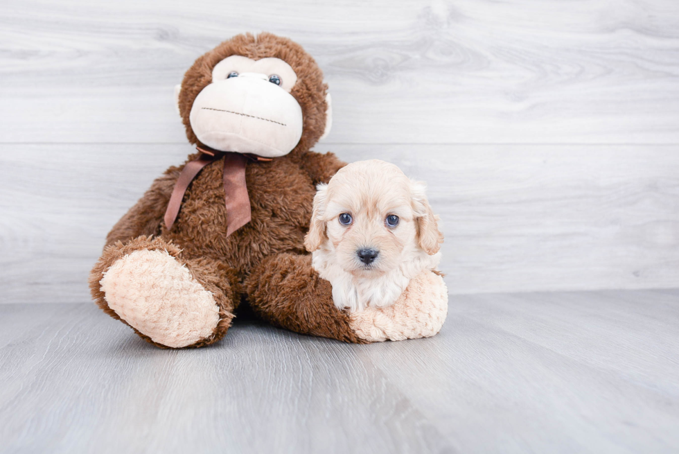 Cavachon Pup Being Cute