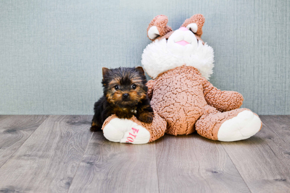 Meet Giselle - our Yorkshire Terrier Puppy Photo 