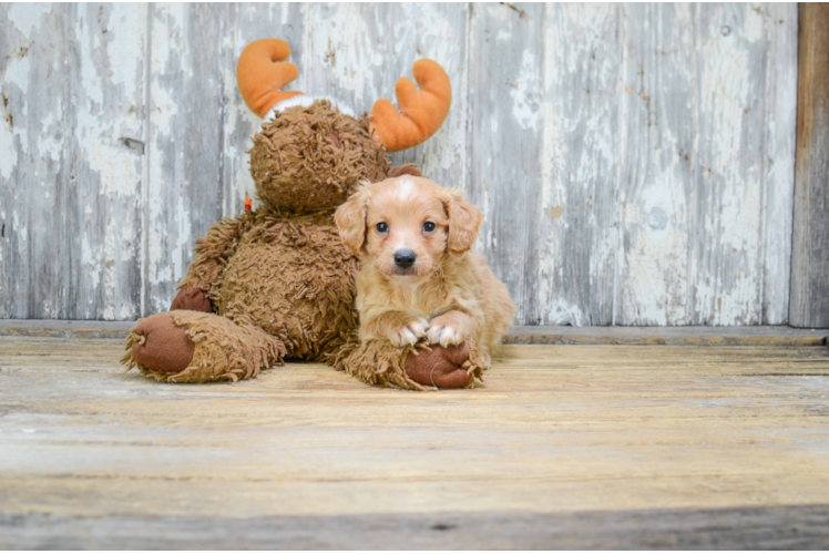 Friendly Cavapoo Baby