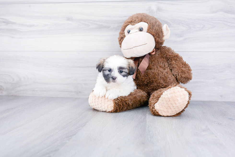 Teddy Bear Pup Being Cute